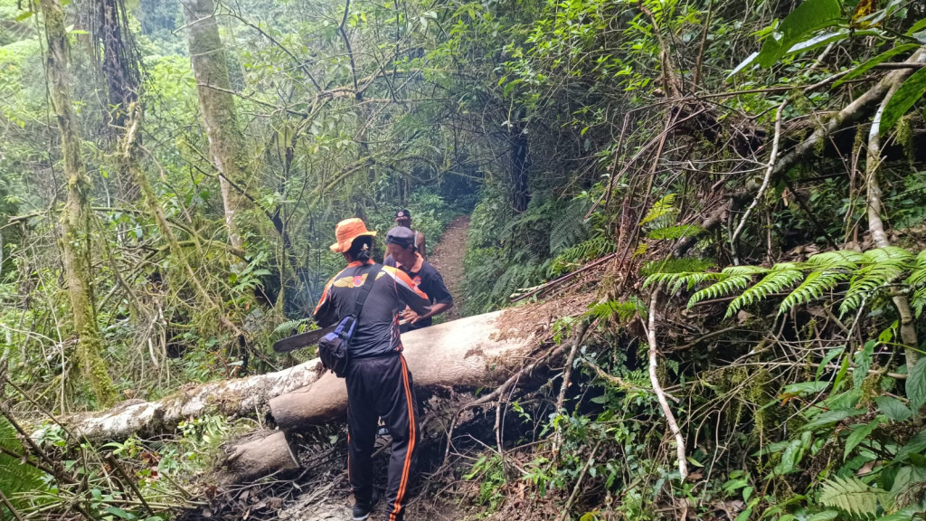 Pohon Tumbang di Jalan Pura Pucak Mangu, Banjar Tinggan, Desa Pelaga, Kecamatan Petang Tanggal 04 Januari 2024
